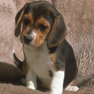 Small+dog+breeds+photos