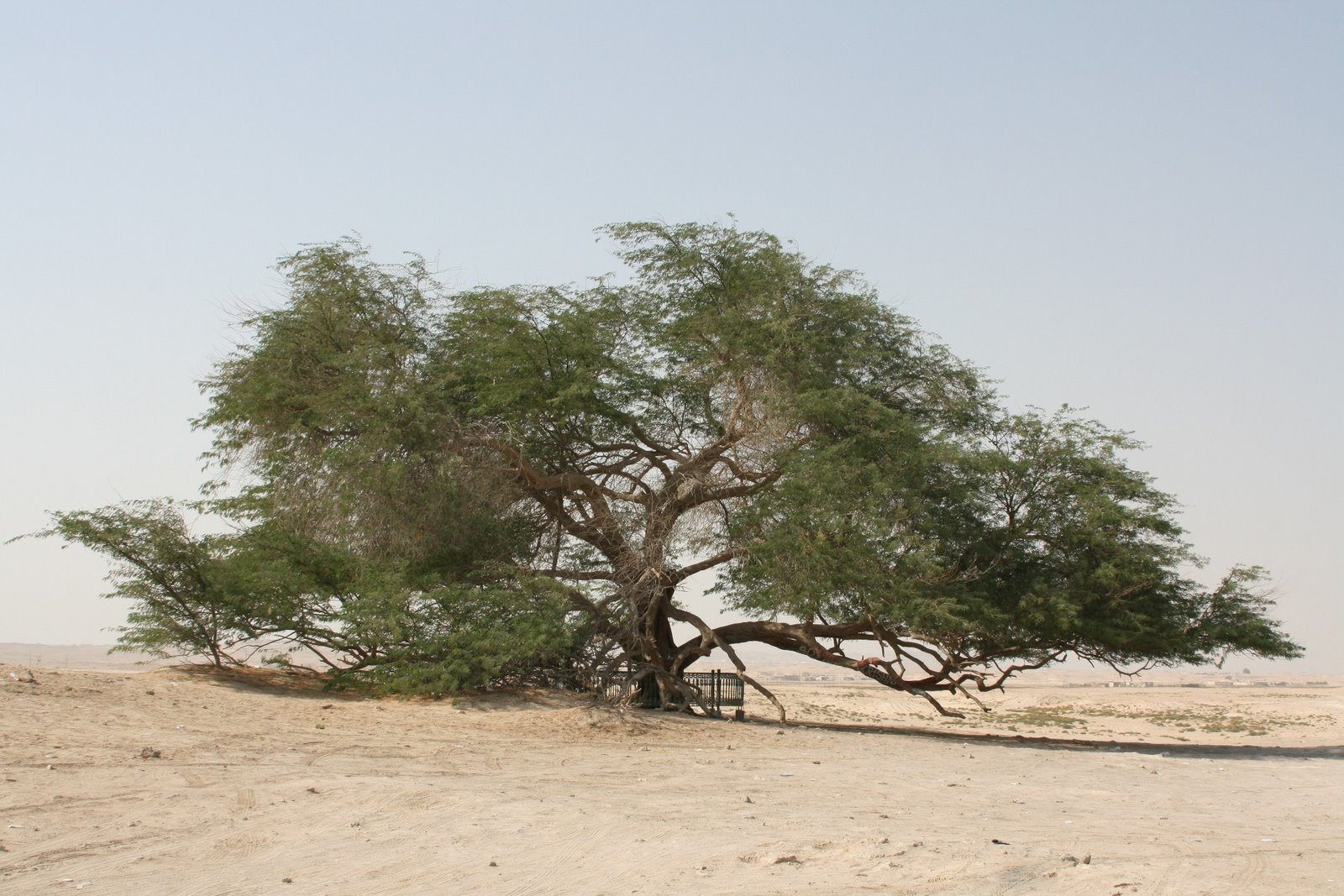[Tree-759743]