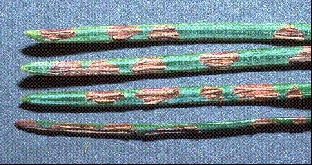 [Rhabdocline+needlecast+on+dfir.JPG]