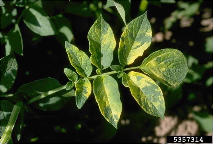 My Favorite Bush Buddleja Davidii Santana Red House Garden