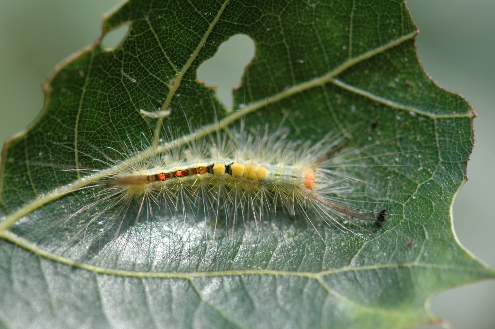 Saddleback Caterpillar Ornamentals Hotline