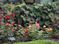 Rose Garden at The Peace Arch Park, Blaine, WA