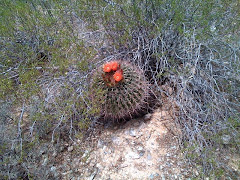 A Barrel Cactus