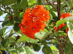 Orange tropical flowers.
