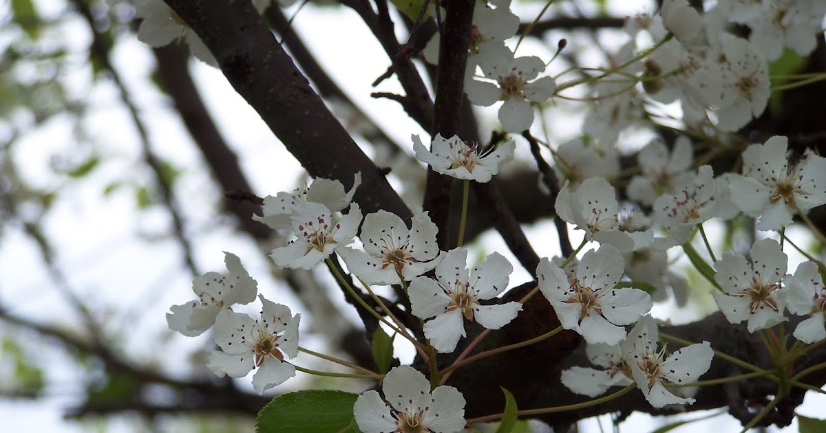 Learning and Teaching With Preschoolers: Blooming Trees
