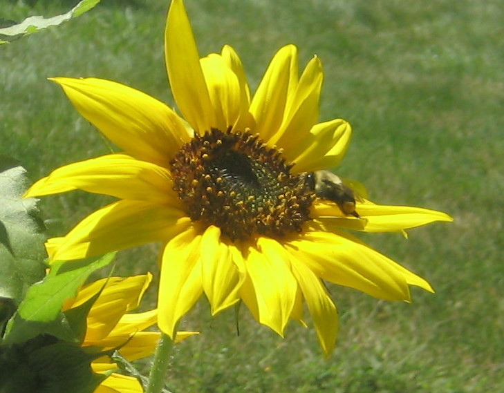 [bumblebee,+sunflower.jpg]