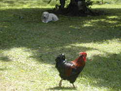 perra Labrador en echado con distraccion