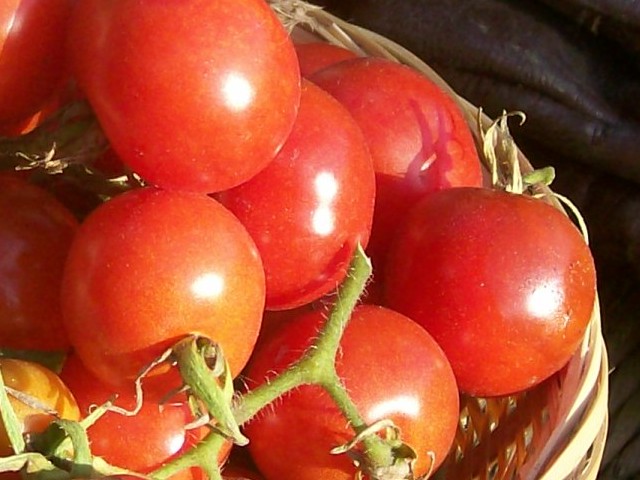 [tomates.jpg]