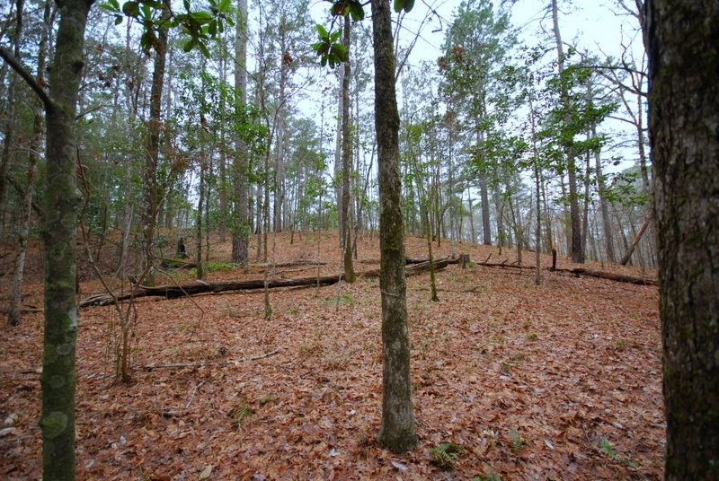 BugOut Survival A Few Photos from Homochitto National Forest