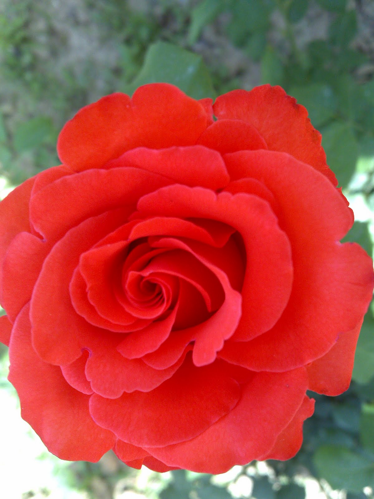 BeautyFul Flowers flowers allah wallpapers