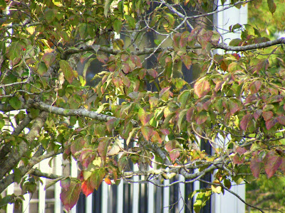 Dogwood+tree+leaves+turning+red