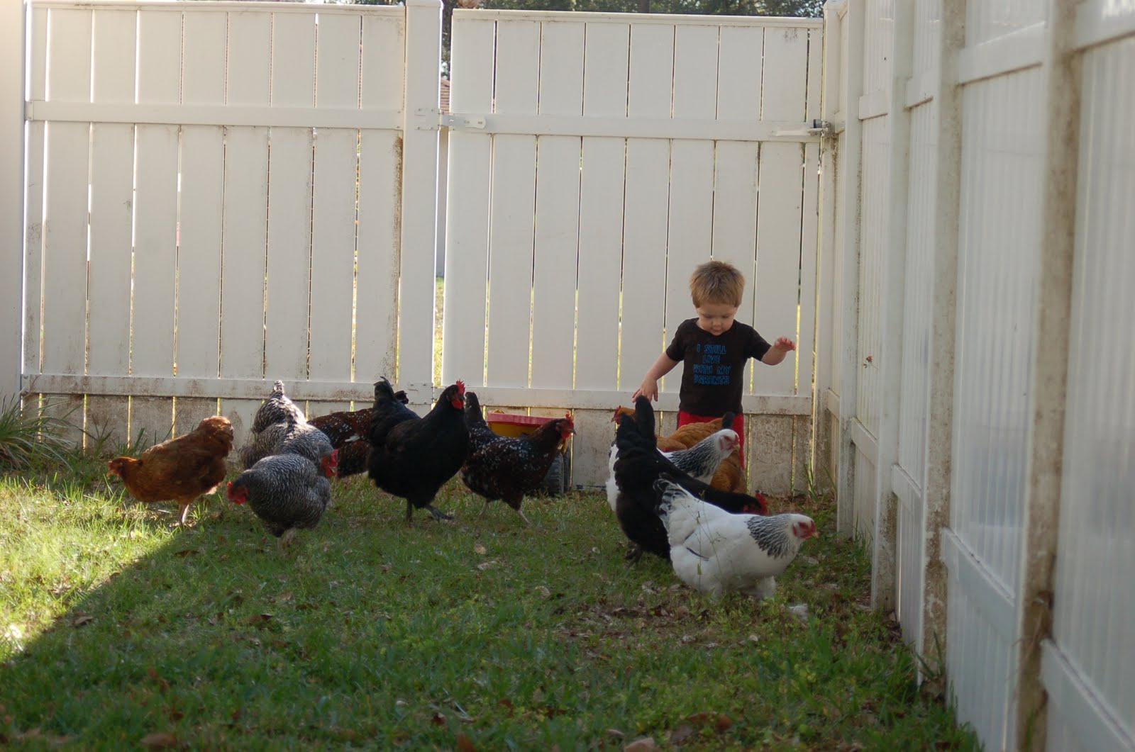 Quick Tips to Raising Your Own Chickens
