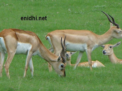 Impala, the deer like animal