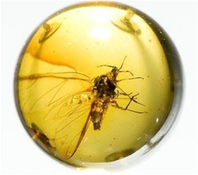 [Bug+ear+plug.jpg]