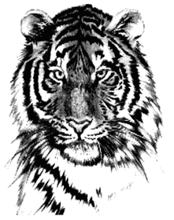 tigar