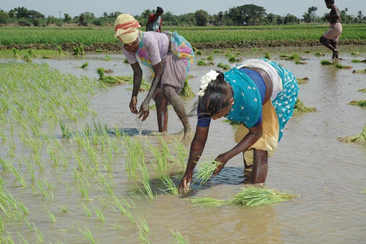 [agriculture_field_at_thanjavur.jpg]