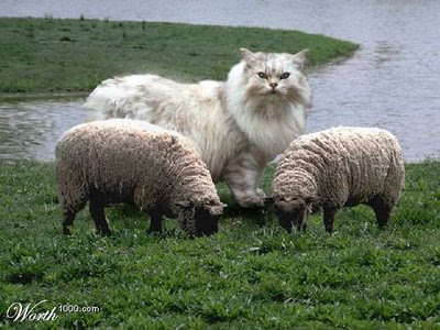 giant%252Bcat%252Bsheep%25282%2529.jpg