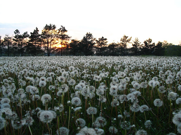 Dandelions in a meadow outside Thunder Bay, ON