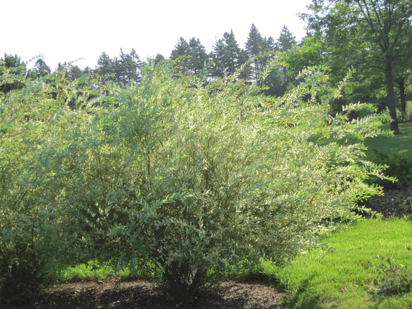 Plant Inventory At 20 Timothy Salix Integra Dappled Willow