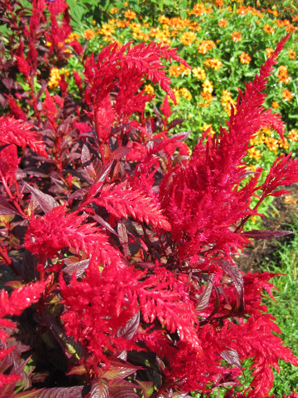 Gardening and Gardens Spooky Halloween Plants