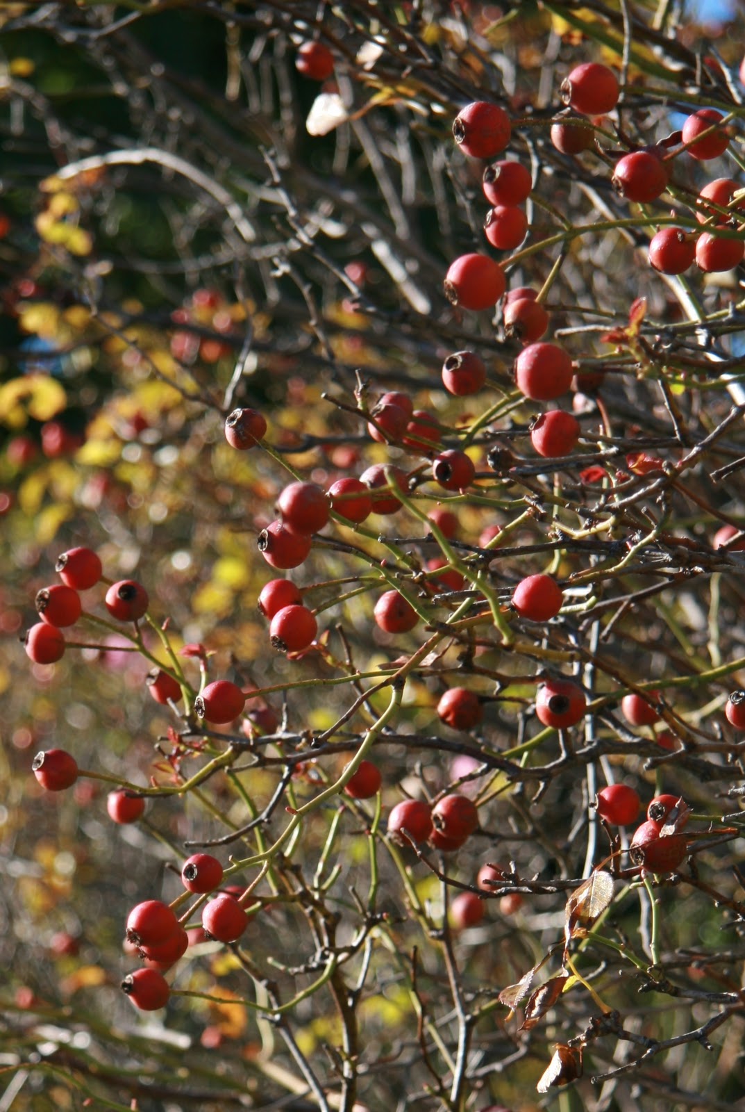 Gardening and Gardens Rose Hips