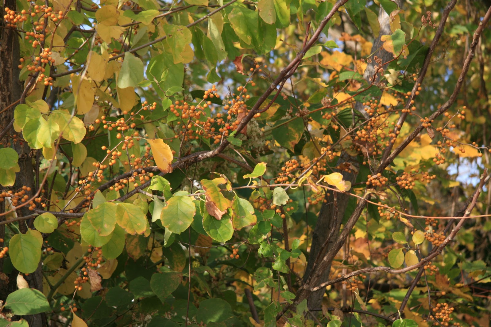 Gardening and Gardens Bittersweet