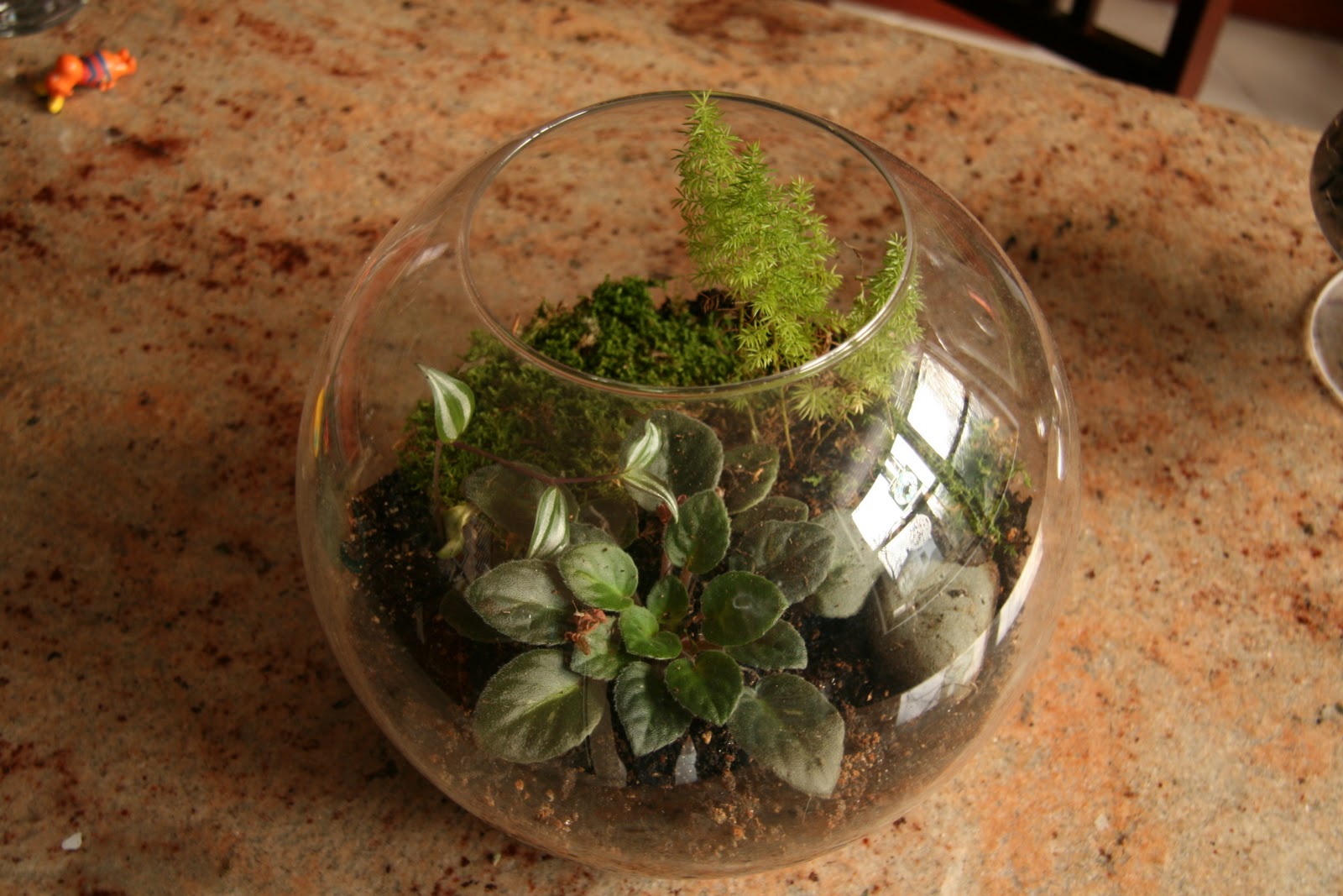 sheet moss great for terrariums houseplants fairy gardens a full