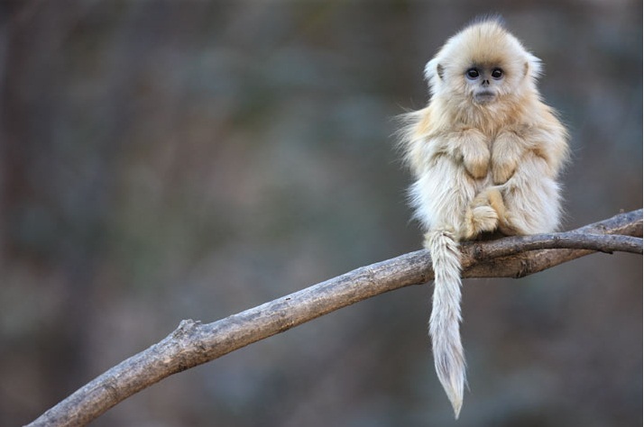Cutest Monkey Species