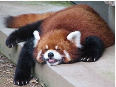 red_panda_02.jpg