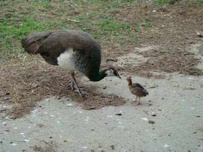 peafowl chick