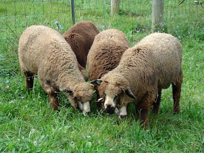 California Variegated Mutant