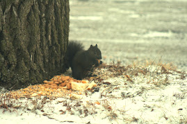 Squirells, Squirells and more Squirells