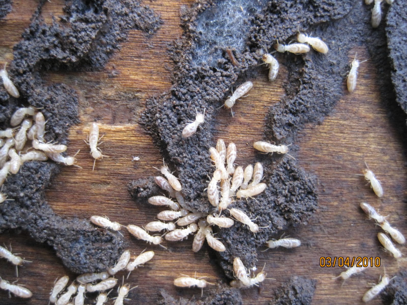 Termite Dirt