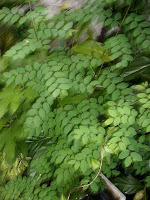  protein dan karbohidrat daun katuk hampir setara dengan daun pepaya dan daun singkong Manfaat Daun Katu (Daun Katuk)