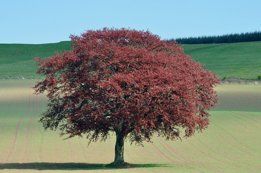 Copper beech westnational