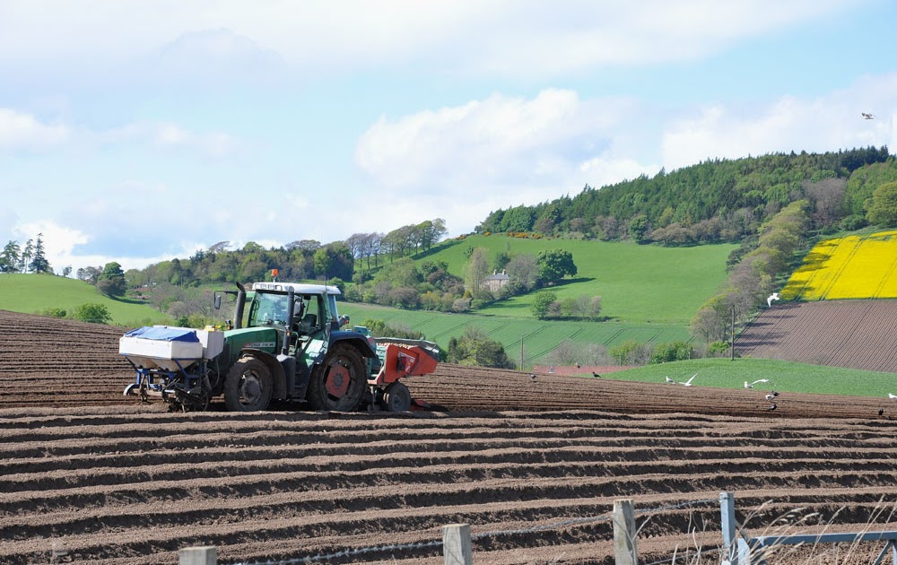 North Fife Potato Sowing North Fife