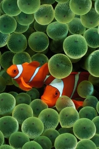 Apple Ready [Press]: Clown Fish Wallpaper