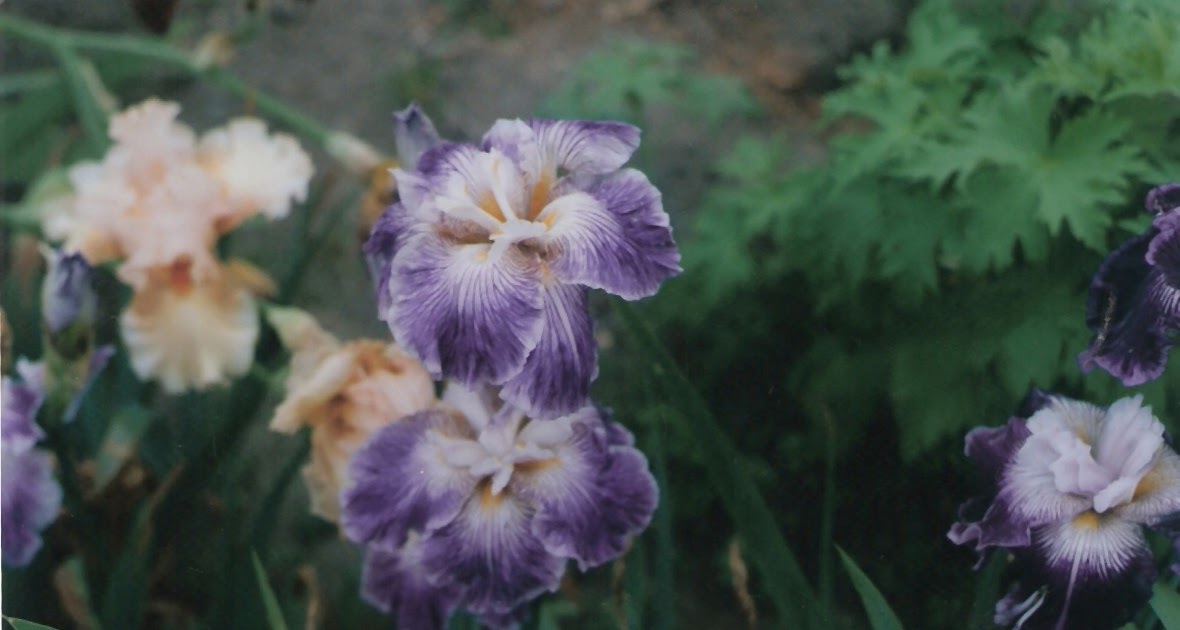 Legendary New Zealand Iris Hybridizer 'Ron Busch' HERITAGE IRISES