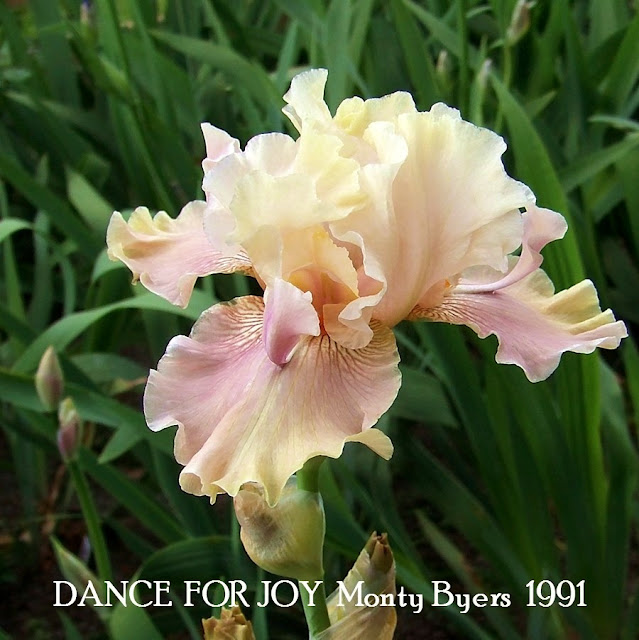 Space Age Iris 'DANCE FOR JOY' HERITAGE IRISES