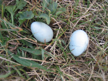 Eggs fell out of their nest...