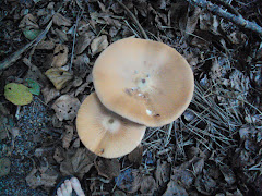 COGUMELO GIGANTE
