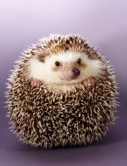 [Entrepreneurs-Hedgehog.jpg]