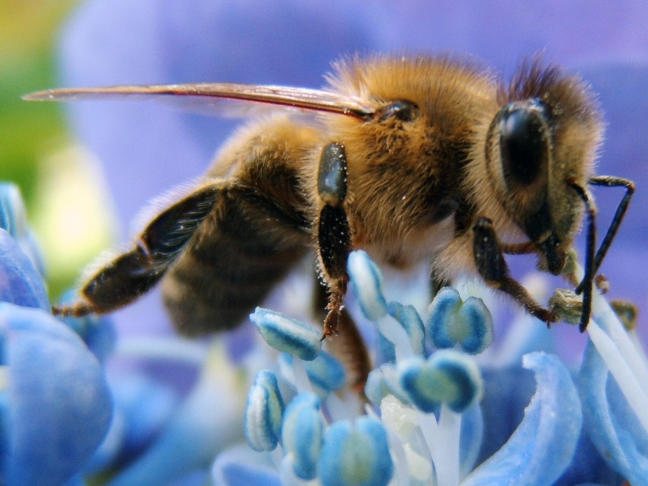 [Bee.jpg]