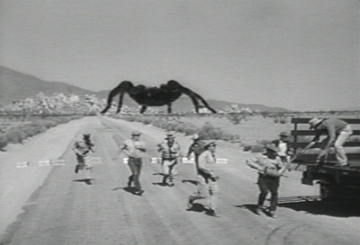 [tarantula6.jpg]