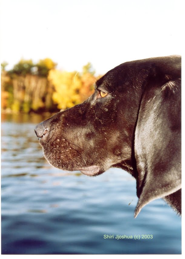 [dog.JPG]