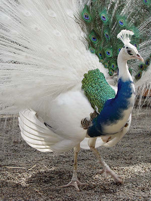 albinos peacock