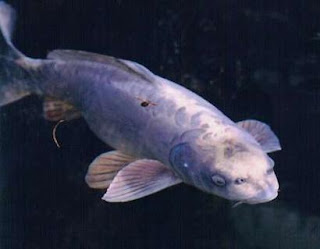 Ikan Guram Berwajah Manusia [ www.BlogApaAja.com ]