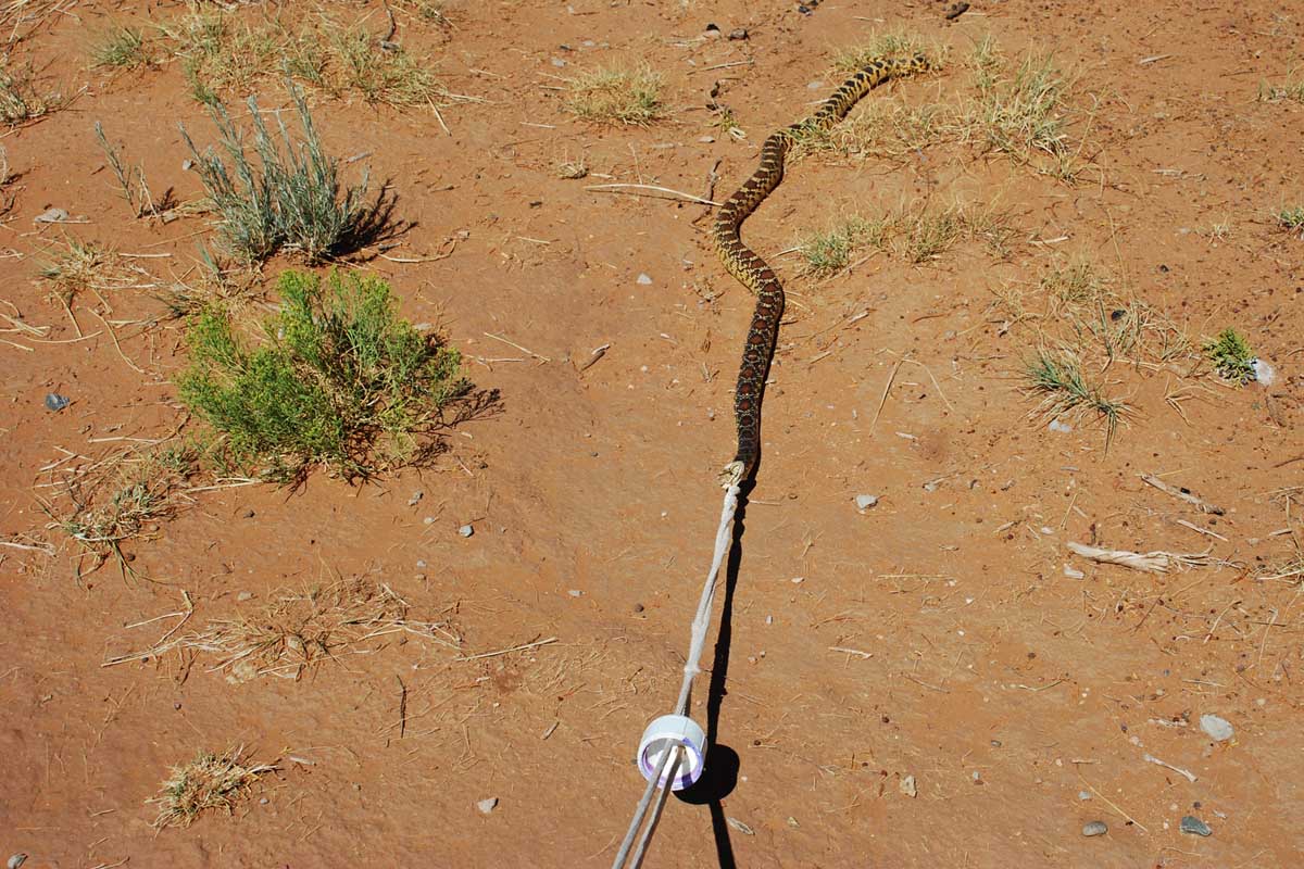 The 7MSN Ranch Snake on a leash