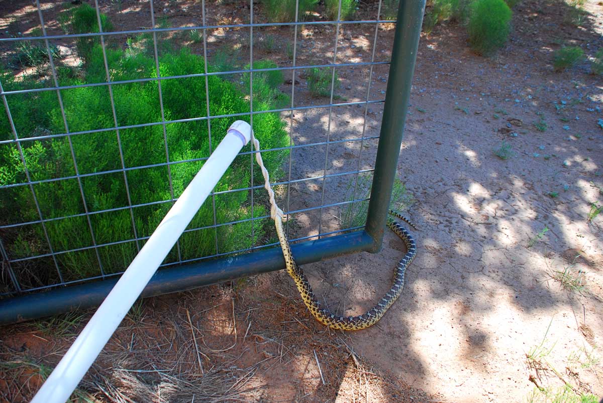 The 7MSN Ranch Saturday Encore Snake on a leash