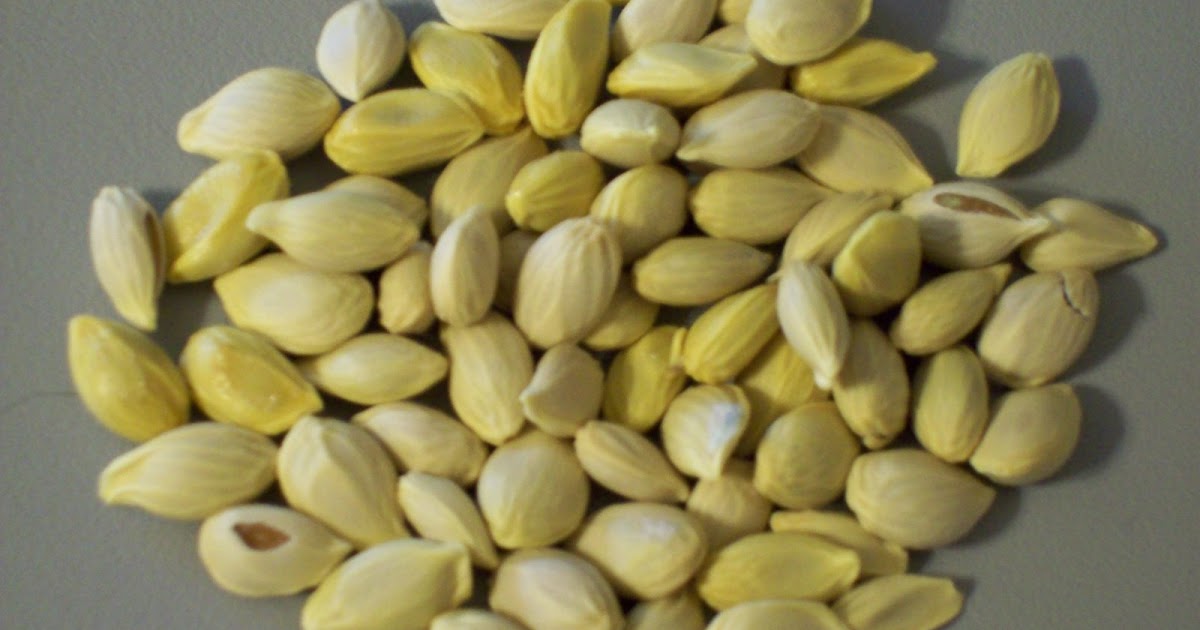 Gardener's Watch Citrus Seeds (lemon, lime, orange)